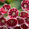 50 MOUNTAIN LAUREL White Pink Red Kalmia Latifolia Shrub Bush Seeds
