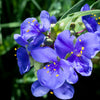 100 Purple OHIO SPIDERWORT (Widows Tears / Bluejacket) Tradescantia Ohiensis Flower Seeds