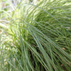 200 WEEPING LOVE GRASS Ornamental African Lovegrass Eragrostis Curvala Seeds