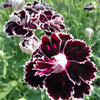 50 VELVET N LACE DIANTHUS Chinensis Black & White Flower Seeds