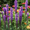 500 Purple BLAZING STAR Gayfeather LIATRIS Spicata Flower Seeds