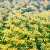50 YELLOW RUE Herb of Grace Common Ruta Graveolens Fragrant Evergreen Flower Seeds