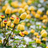 100 TOOTHACHE / EYEBALL PLANT Spilanthes Oleracea Red & Yellow Flower Herb Seeds