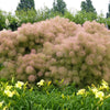 30 PURPLE SMOKE TREE Shrub Smokebush Cotinus Coggygria Rhus Cotinus Sumach Seeds