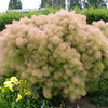 30 PURPLE SMOKE TREE Shrub Smokebush Cotinus Coggygria Rhus Cotinus Sumach Seeds