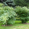 7 BLUE SAUSAGE FRUIT Edible & Ornamental Decaisnea Fargesii Tree Shrub Seeds
