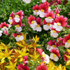 50 RED & WHITE NEMESIA Strumosa Danish Flag Fragrant Bicolor Flower Seeds