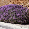 Mother of Thyme Seeds
