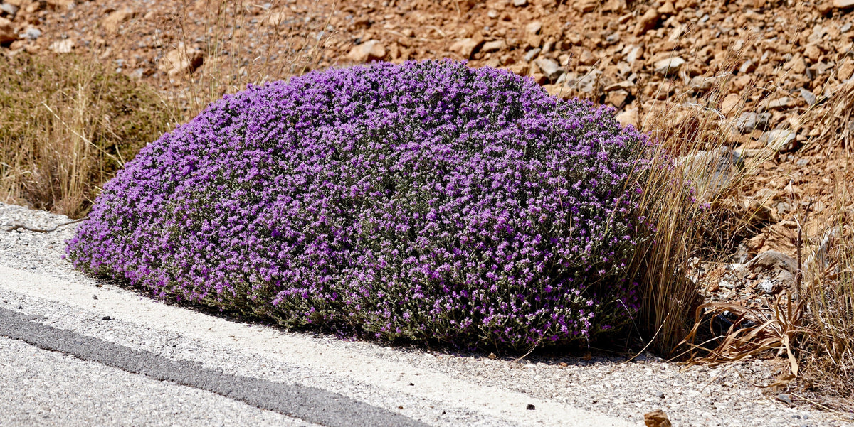 Mother of Thyme Seeds