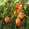 10 Blue Crown PASSION FLOWER / Passion FRUIT Passiflora Caerulea Orange Fruit Vine Seeds