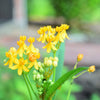 10 Bright YELLOW MILKWEED Butterfly Weed Asclepias Tuberosa Monarch Flower Seeds