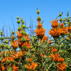 25 KLIP DAGGA (Lions Ear / Lions Tail / Wild Klip Dagga) Leonotis Nepetifolia Flower Seeds