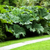 10 GUNNERA MANICATA 6' Leaves! Giant Rhubarb Dinosaur Plant Moist Shade Red Flower Seeds