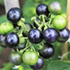 100 GARDEN HUCKLEBERRY (Ground Cherry) Solanum Melanocerasum Berry Fruit Bush Seeds