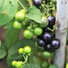 100 GARDEN HUCKLEBERRY (Ground Cherry) Solanum Melanocerasum Berry Fruit Bush Seeds
