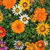 30 Mixed Colors GAZANIA Rigens Treasure Flower Seeds