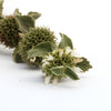 100 White HOREHOUND Marrubium Vulgare Herb Flower Seeds