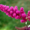 50 ROSE DOUGLAS SPIREA Pink Hardhack Steeple Bush Spiraea Douglasii Flower Shrub Seeds