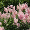 100 PINK MIX ASTILBE (False Spirea / False Goats Beard) Astilbe Chinensis Flower Seeds