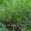 300 LITTLE BLUESTEM GRASS Schizachyrium Scoparius Seeds
