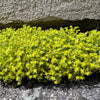 200 GOLDEN CARPET SEDUM Acre Gold Moss Stonecrop Flower Seeds