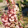 100 MIXED COLORS VERBASCUM Verbascum Phoeniceum Flower Seeds