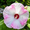 10 Luna PINK SWIRL Hardy HIBISCUS Moscheutos Flower Seeds
