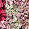 10 Dwarf Mixed Colors POLKA DOT PLANT Red Pink White Rose Splash Select Hypoestes Phyllostachya Flower Houseplant Seeds