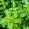 250 Green Tulsi HOLY BASIL Ocimum Sanctum Tenuiflorum Herb Flower Seeds
