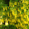 10 GOLDEN CHAIN TREE Goldenchain Laburnum Anagyroides Yellow Flower Seeds