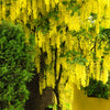 10 GOLDEN CHAIN TREE Goldenchain Laburnum Anagyroides Yellow Flower Seeds