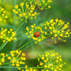 1500 DUKAT DILL Anethum Graveolens Sweet Heirloom European Herb Vegetable Seeds