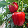 150 BIG RED Bell PEPPER Sweet Capsicum Annuum Vegetable Seeds