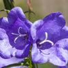 500 TELHAM BEAUTY BELLFLOWER Blue Peach Leaved Campanula Persicifolia Flower Seeds