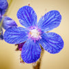 100 BLUE ANGEL ANCHUSA (Summer Forget Me Not) Anchusa Carpensis Flower Seeds