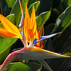 5 TROPICAL BIRD OF PARADISE Strelitzia Reginae Crane Flower Houseplant Seeds
