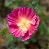 100 PURPLE Gleam CALIFORNIA POPPY Eschscholzia Californica Flower Seeds