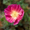 Mixed Colors California Poppy (Ballerina / Mission Bells) Eschscholzia Californica Flower Seeds – photo 17