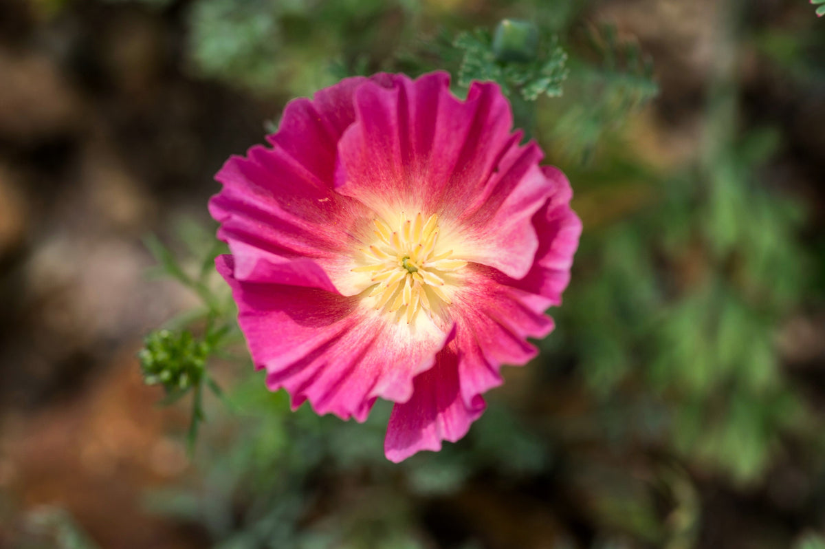 Mixed Colors California Poppy (Ballerina / Mission Bells) Eschscholzia Californica Flower Seeds – photo 17