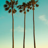 30 CALIFORNIA FAN PALM Tree Petticoat Arizona Desert Washingtonia Filifera Seeds