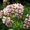 250 VALERIAN (Garden Heliotrope / Heal All) Valeriana Officinalis Herb Flower Seeds