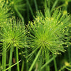 20 Cyperus PAPYRUS Paper Reed Water Plant Egyptian Nile Grass Yellow Flower Seeds
