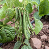 50 NAVY BEAN Michigan Pea White Phaseolus Vulgaris Soup Vegetable Seeds