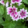 20 ZEBRA MALLOW Malva sylvestris var. Zebrina Flower Seeds