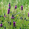 700 PURPLE PRAIRIE CLOVER Dalea Purpurea Flower Seeds