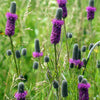 700 PURPLE PRAIRIE CLOVER Dalea Purpurea Flower Seeds