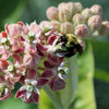 50 SHOWY (Greek) MILKWEED Asclepias Speciosa Flower Seeds