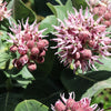 50 SHOWY (Greek) MILKWEED Asclepias Speciosa Flower Seeds