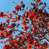 10 RED SILK COTTON Tree Bombax Ceiba Kapok Tropical Flower Seeds