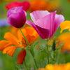 100 PURPLE Gleam CALIFORNIA POPPY Eschscholzia Californica Flower Seeds